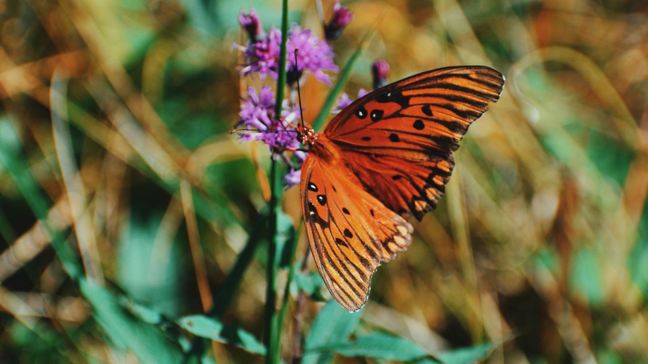 Wallpaper monarch butterfly, butterfly, insect, wings, flower