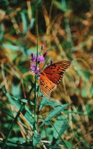 Preview wallpaper monarch butterfly, butterfly, insect, wings, flower