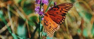 Preview wallpaper monarch butterfly, butterfly, insect, wings, flower