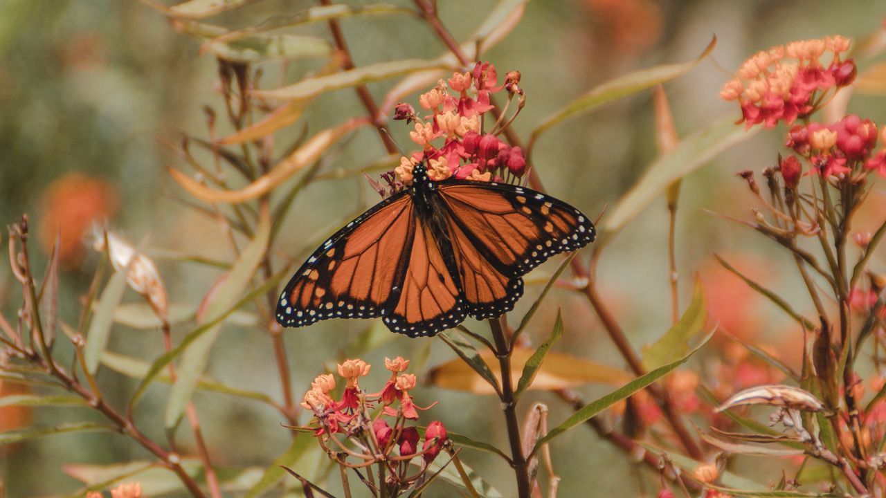 Wallpaper monarch butterfly, butterfly, insect, wings, flower, plants