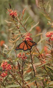 Preview wallpaper monarch butterfly, butterfly, insect, wings, flower, plants