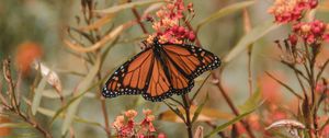 Preview wallpaper monarch butterfly, butterfly, insect, wings, flower, plants