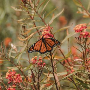 Preview wallpaper monarch butterfly, butterfly, insect, wings, flower, plants