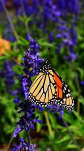 Preview wallpaper monarch butterfly, butterfly, pattern, wings, flower