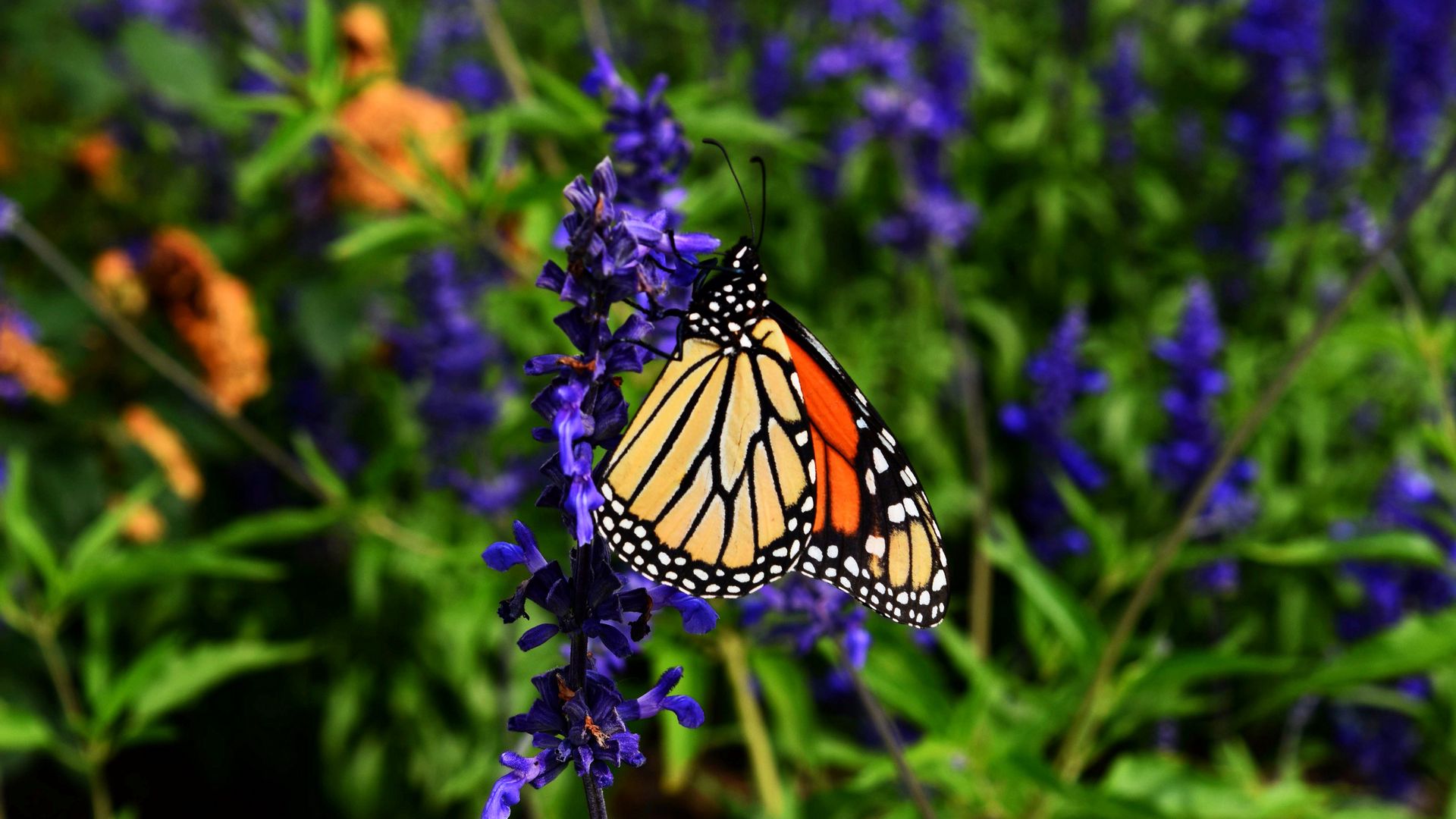 Download wallpaper 1920x1080 monarch butterfly, butterfly, pattern, wings,  flower full hd, hdtv, fhd, 1080p hd background