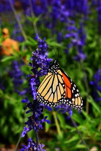 Preview wallpaper monarch butterfly, butterfly, pattern, wings, flower