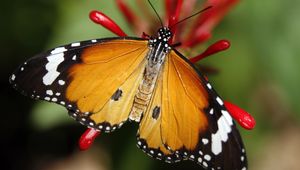 Preview wallpaper monarch butterfly, butterfly, wings, pattern, flower