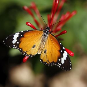 Preview wallpaper monarch butterfly, butterfly, wings, pattern, flower