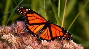 Preview wallpaper monarch butterfly, butterfly, wings, pattern, flower, macro