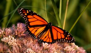 Preview wallpaper monarch butterfly, butterfly, wings, pattern, flower, macro