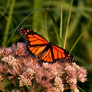 Preview wallpaper monarch butterfly, butterfly, wings, pattern, flower, macro