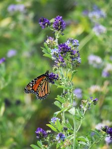 Preview wallpaper monarch butterfly, butterfly, wings, pattern, flowers, insect