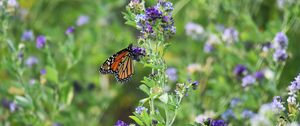 Preview wallpaper monarch butterfly, butterfly, wings, pattern, flowers, insect