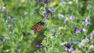 Preview wallpaper monarch butterfly, butterfly, wings, pattern, flowers, insect