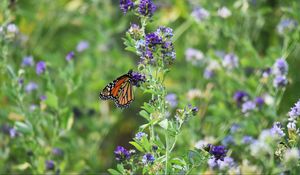 Preview wallpaper monarch butterfly, butterfly, wings, pattern, flowers, insect