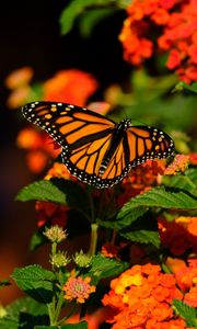 Preview wallpaper monarch butterfly, butterfly, wings, flowers