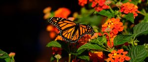 Preview wallpaper monarch butterfly, butterfly, wings, flowers