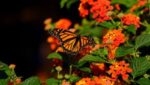 Preview wallpaper monarch butterfly, butterfly, wings, flowers