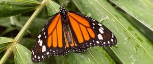 Preview wallpaper monarch butterfly, butterfly, wings, pattern, leaves