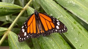 Preview wallpaper monarch butterfly, butterfly, wings, pattern, leaves