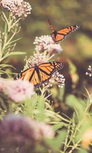 Preview wallpaper monarch, butterfly, cumin, flowers, plant, macro