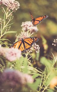 Preview wallpaper monarch, butterfly, cumin, flowers, plant, macro