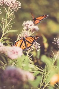 Preview wallpaper monarch, butterfly, cumin, flowers, plant, macro