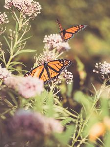 Preview wallpaper monarch, butterfly, cumin, flowers, plant, macro