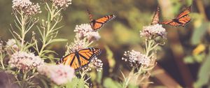 Preview wallpaper monarch, butterfly, cumin, flowers, plant, macro