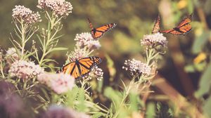 Preview wallpaper monarch, butterfly, cumin, flowers, plant, macro