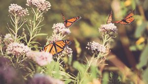 Preview wallpaper monarch, butterfly, cumin, flowers, plant, macro