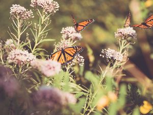 Preview wallpaper monarch, butterfly, cumin, flowers, plant, macro