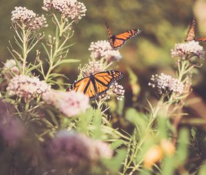 Preview wallpaper monarch, butterfly, cumin, flowers, plant, macro