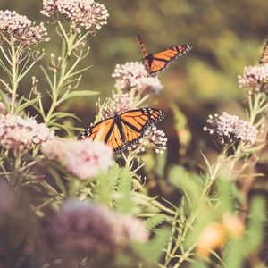 Preview wallpaper monarch, butterfly, cumin, flowers, plant, macro