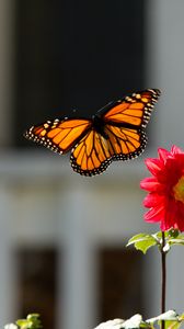 Preview wallpaper monarch, butterfly, flower, macro