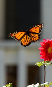 Preview wallpaper monarch, butterfly, flower, macro