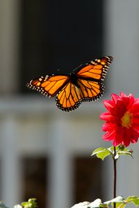 Preview wallpaper monarch, butterfly, flower, macro