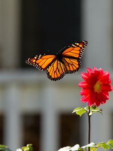 Preview wallpaper monarch, butterfly, flower, macro