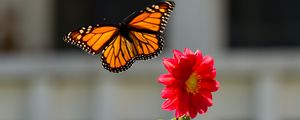 Preview wallpaper monarch, butterfly, flower, macro