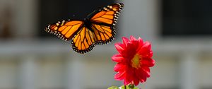 Preview wallpaper monarch, butterfly, flower, macro