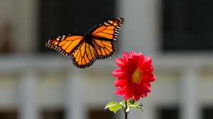 Preview wallpaper monarch, butterfly, flower, macro