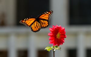 Preview wallpaper monarch, butterfly, flower, macro