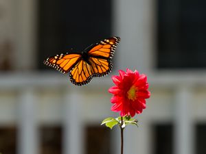 Preview wallpaper monarch, butterfly, flower, macro