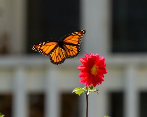 Preview wallpaper monarch, butterfly, flower, macro