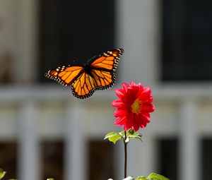 Preview wallpaper monarch, butterfly, flower, macro