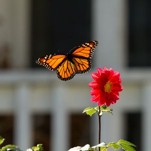 Preview wallpaper monarch, butterfly, flower, macro