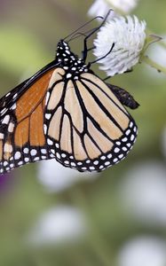 Preview wallpaper monarch, butterfly, flower, blur, macro