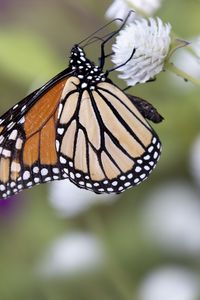 Preview wallpaper monarch, butterfly, flower, blur, macro