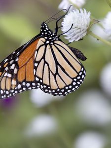 Preview wallpaper monarch, butterfly, flower, blur, macro