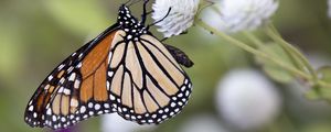 Preview wallpaper monarch, butterfly, flower, blur, macro